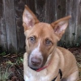 Entry image for Cali