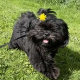 Entry image for Bixby