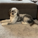 Entry image for Monet