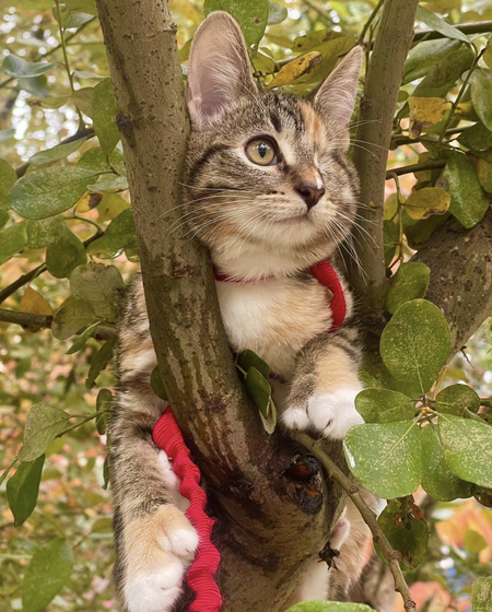 Toki