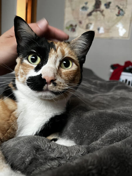 Entry image for Evie . Clicking this image will show a larger photo