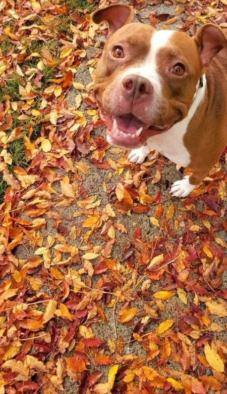 Entry image for Amidala . Clicking this image will show a larger photo