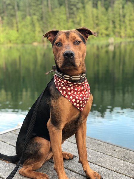 Entry image for Dozer. Clicking this image will show a larger photo