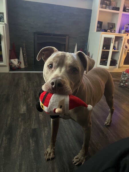 Entry image for Bossco. Clicking this image will show a larger photo