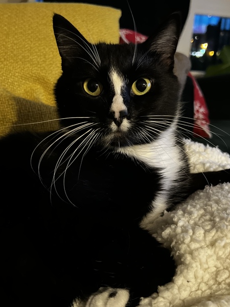 Entry image for Lenny. Clicking this image will show a larger photo