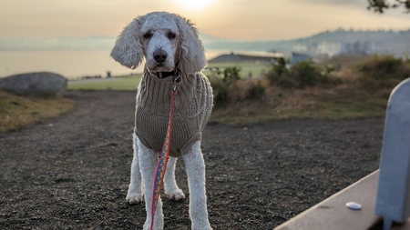 Entry image for Monty . Clicking this image will show a larger photo