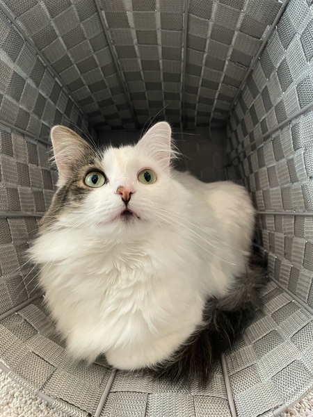 Entry image for Coco. Clicking this image will show a larger photo