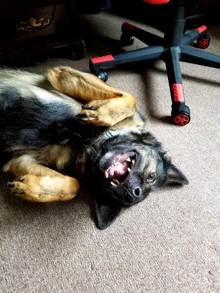 Entry image for Agatha. Clicking this image will show a larger photo