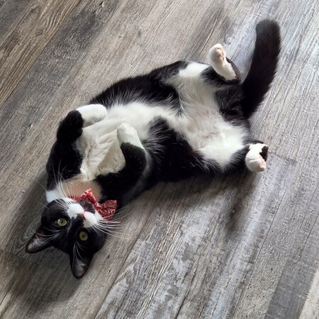 Entry image for Leo. Clicking this image will show a larger photo