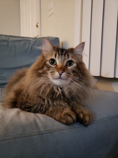 Entry image for Mr kitty. Clicking this image will show a larger photo