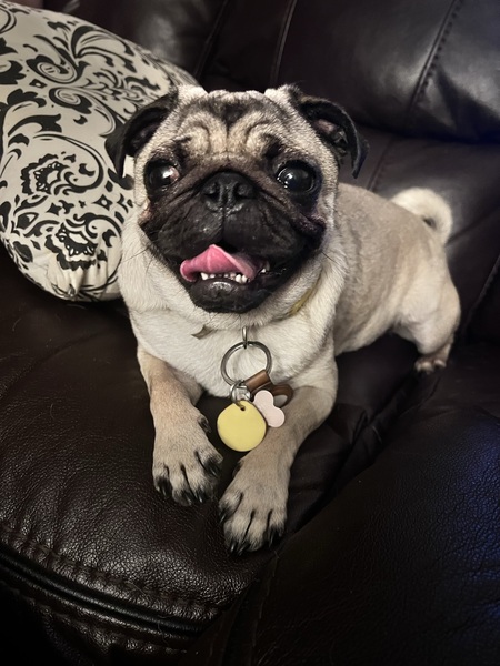 Entry image for Lady Annie the Cuddle Pug. Clicking this image will show a larger photo