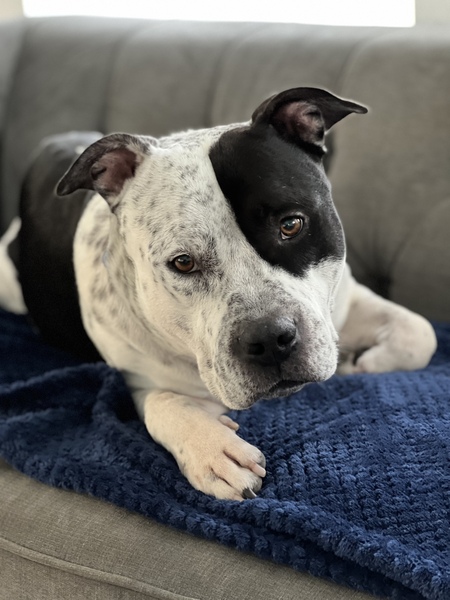 Entry image for Bubba. Clicking this image will show a larger photo