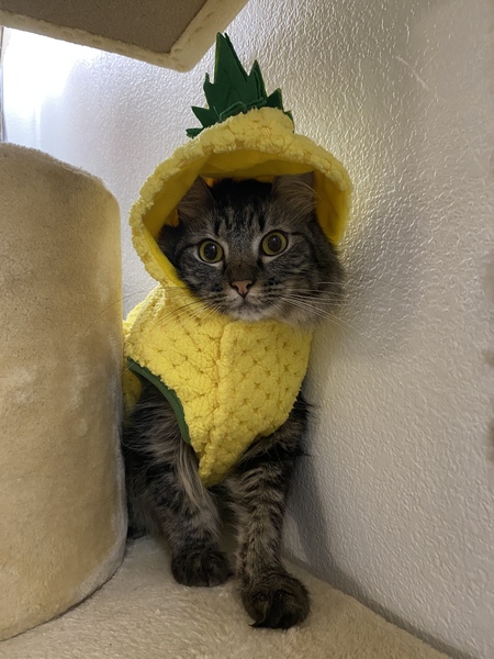 Entry image for Mocha. Clicking this image will show a larger photo