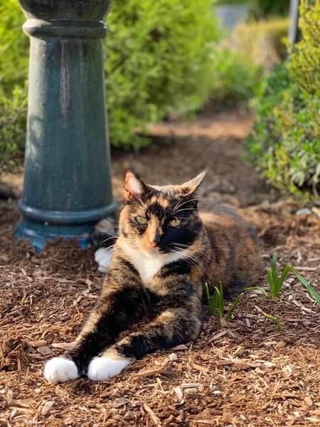 Cali 
