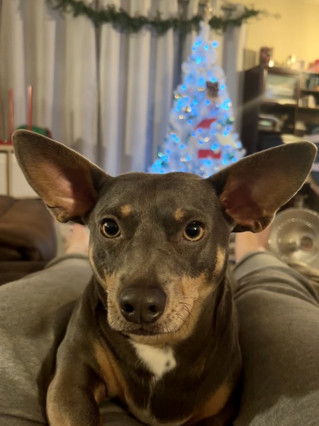 Entry image for Bleu . Clicking this image will show a larger photo