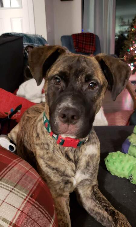 Entry image for Bandit. Clicking this image will show a larger photo