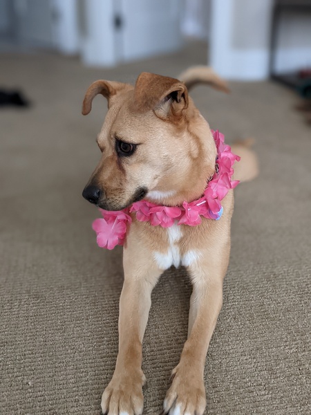 Entry image for Phoebe. Clicking this image will show a larger photo