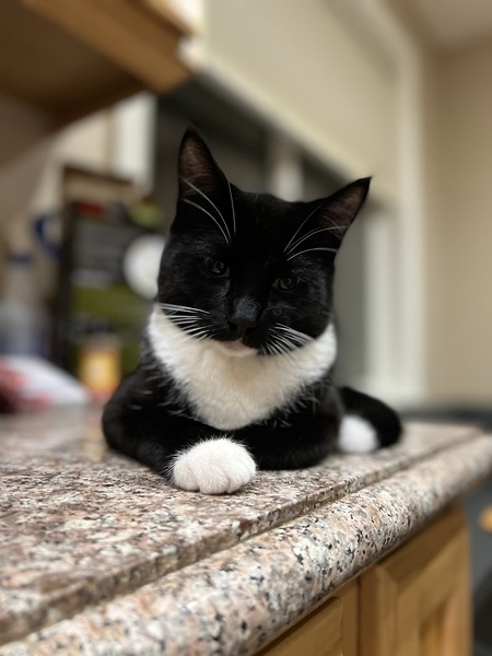 Entry image for Menchie. Clicking this image will show a larger photo