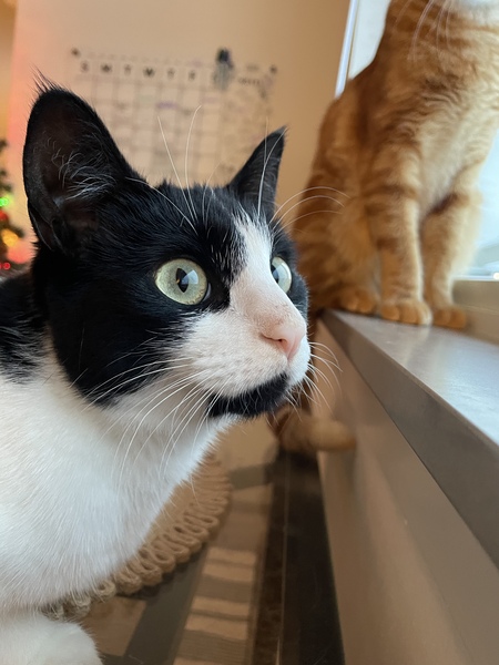 Entry image for Frankie Peach. Clicking this image will show a larger photo