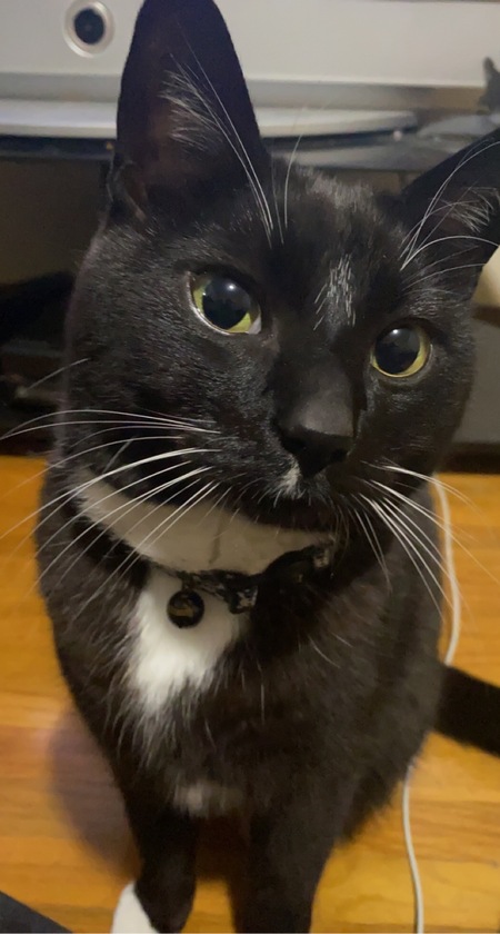 Entry image for Tobin. Clicking this image will show a larger photo