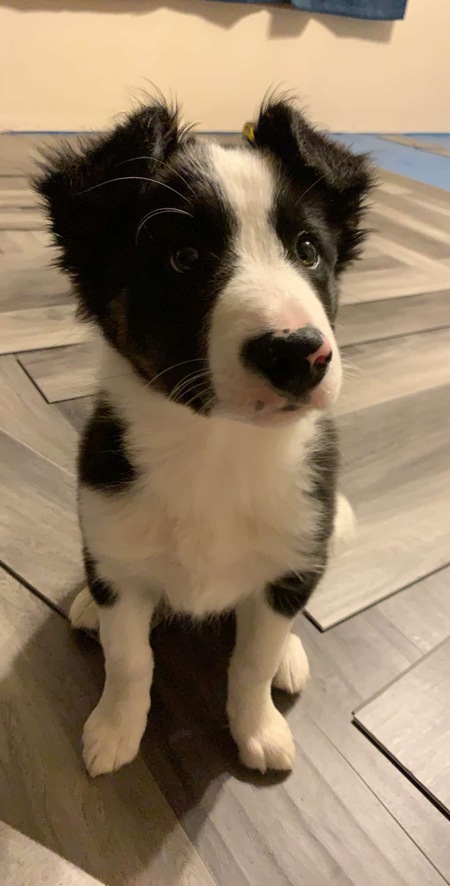 Entry image for Chewie. Clicking this image will show a larger photo