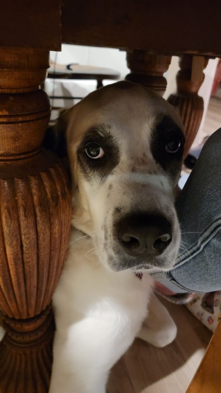 Entry image for Indy. Clicking this image will show a larger photo