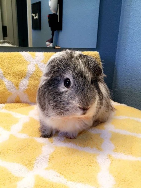 Pua