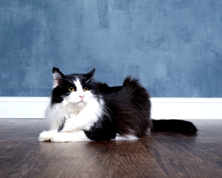 Entry image for Sebastian. Clicking this image will show a larger photo