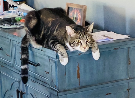 Finn