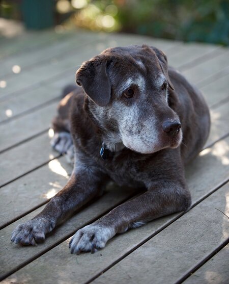 Entry image for Sassy. Clicking this image will show a larger photo