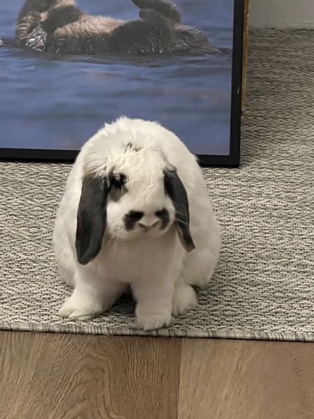 Penelope