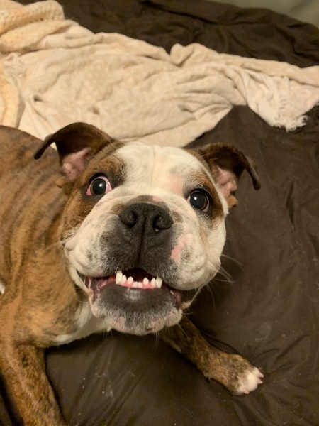 Entry image for Penny Lou Dread. Clicking this image will show a larger photo