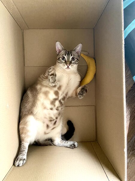 Entry image for Merlin. Clicking this image will show a larger photo