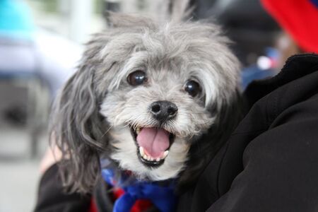 Entry image for Silver. Clicking this image will show a larger photo