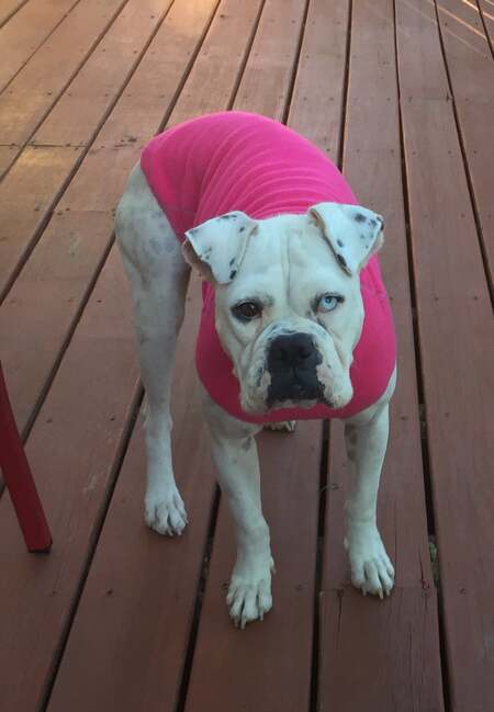 Entry image for Cosette . Clicking this image will show a larger photo