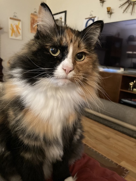 Entry image for Penelope. Clicking this image will show a larger photo