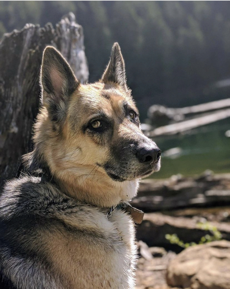 Entry image for Mazzy. Clicking this image will show a larger photo