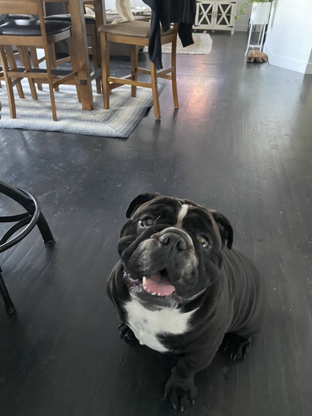 Entry image for Sampson. Clicking this image will show a larger photo