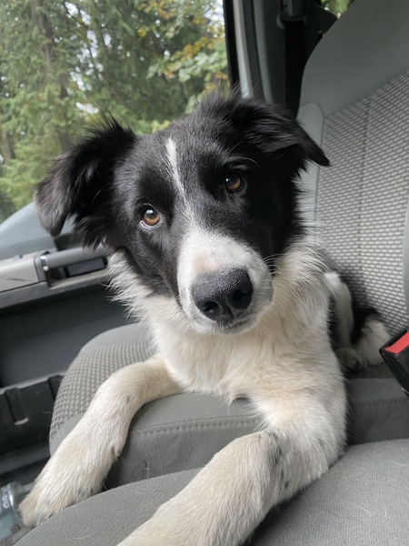 Entry image for Tika. Clicking this image will show a larger photo