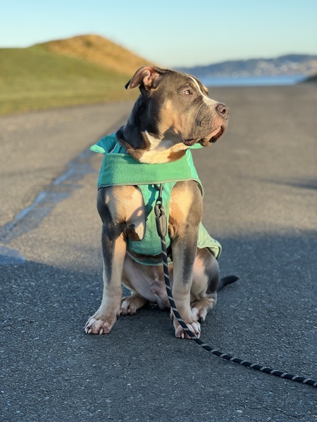 Entry image for Snoopy. Clicking this image will show a larger photo