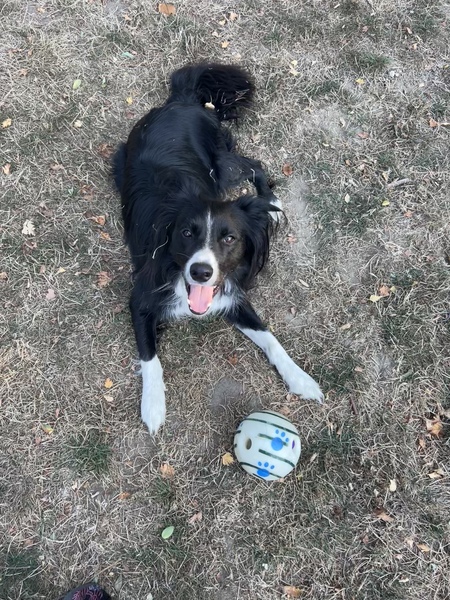 Entry image for Cooper. Clicking this image will show a larger photo