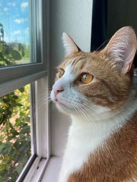 Entry image for Baby Nigel. Clicking this image will show a larger photo