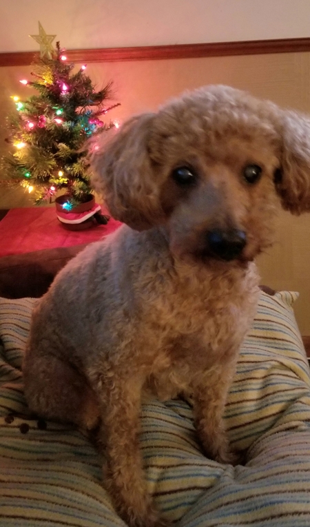 Entry image for Nutmeg. Clicking this image will show a larger photo