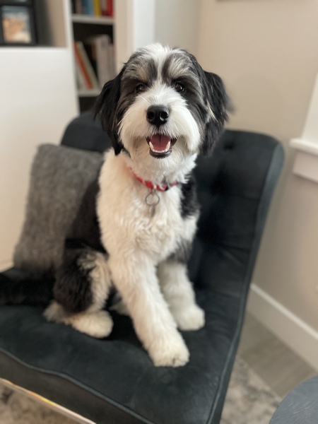 Entry image for Sully. Clicking this image will show a larger photo