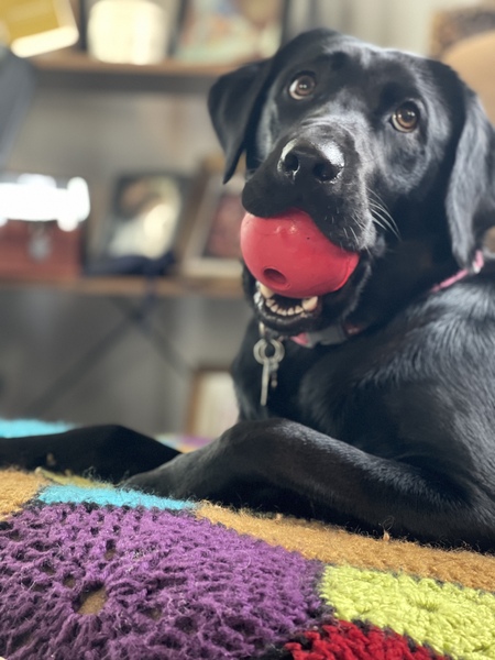 Entry image for Bella. Clicking this image will show a larger photo