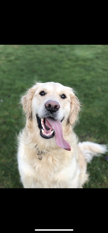 Entry image for Buddy. Clicking this image will show a larger photo