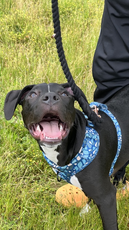 Entry image for Potato. Clicking this image will show a larger photo