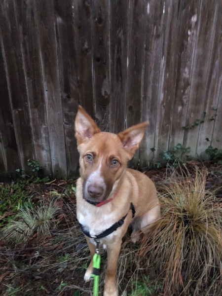 Entry image for Cali. Clicking this image will show a larger photo