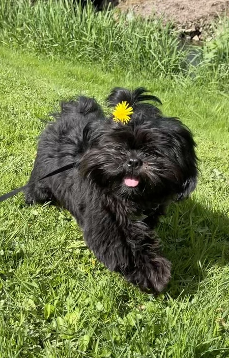 Entry image for Bixby. Clicking this image will show a larger photo