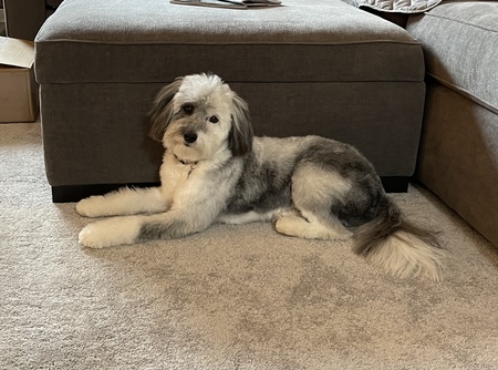 Entry image for Monet. Clicking this image will show a larger photo